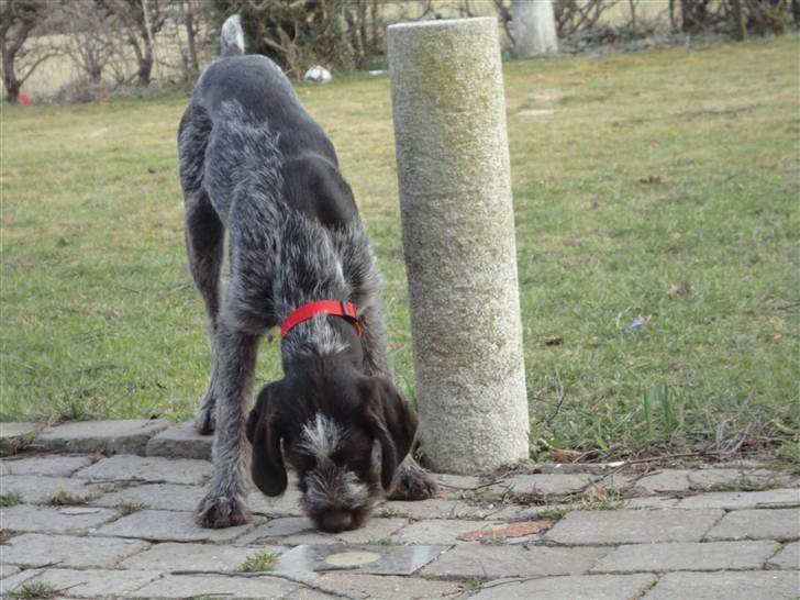 Ruhåret hønsehund Øksenhaven´s Dodo  - Hov der var vist lige en krumme :) billede 6