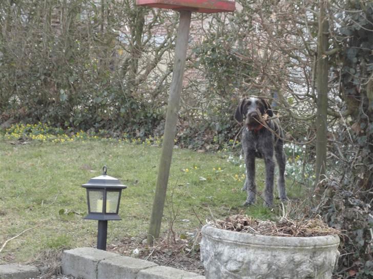 Ruhåret hønsehund Øksenhaven´s Dodo  billede 7