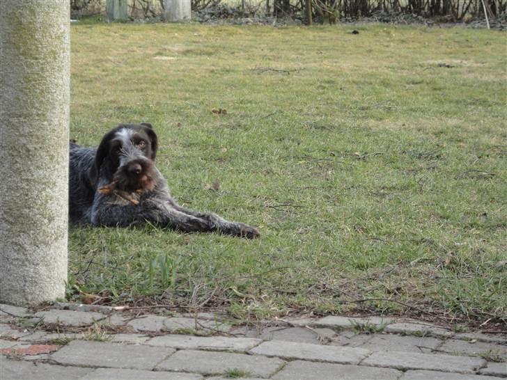 Ruhåret hønsehund Øksenhaven´s Dodo  - Uhm en pind :) billede 8