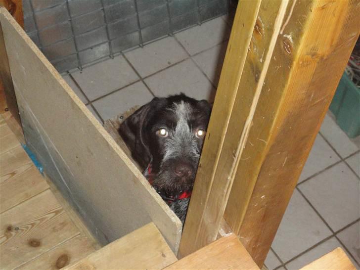 Ruhåret hønsehund Øksenhaven´s Dodo  - Kuk, Kuk Dodo :D Du laver vel ikke ballade :) billede 1