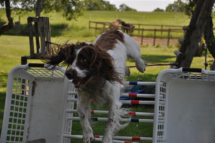Field Trial spaniel -Tjago- billede 2