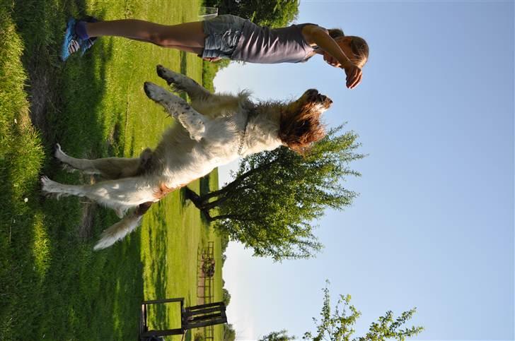Field Trial spaniel -Tjago- billede 3