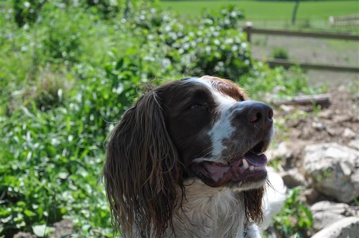 Field Trial spaniel -Tjago- billede 4