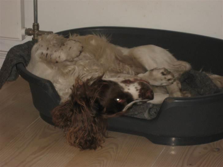 Field Trial spaniel -Tjago- billede 5