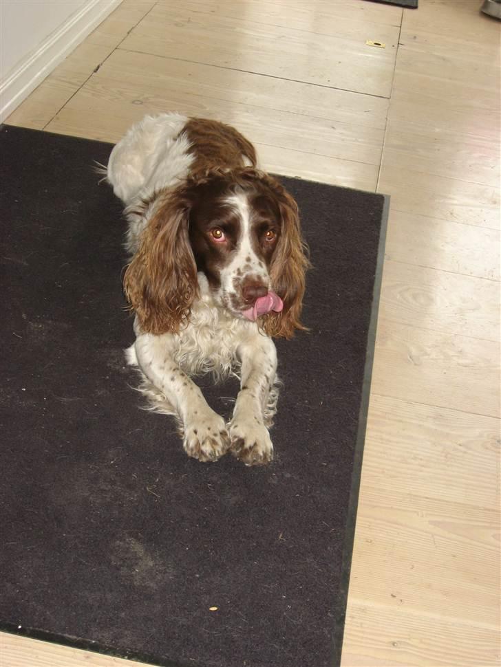 Field Trial spaniel -Tjago- billede 6