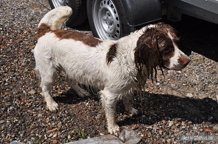 Field Trial spaniel -Tjago- billede 7