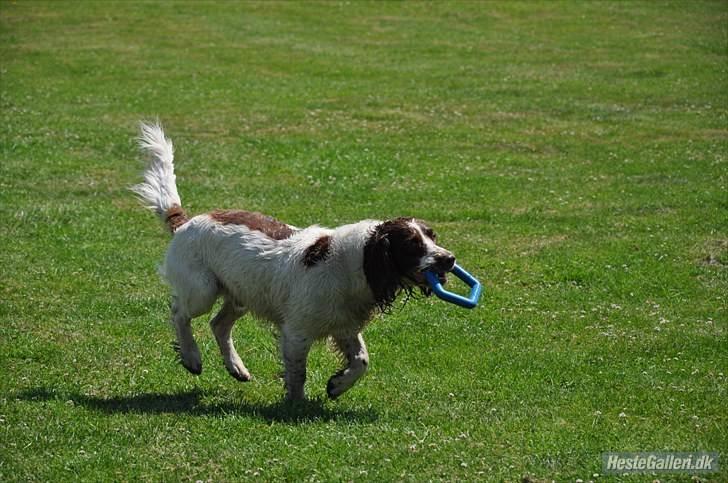Field Trial spaniel -Tjago- billede 8