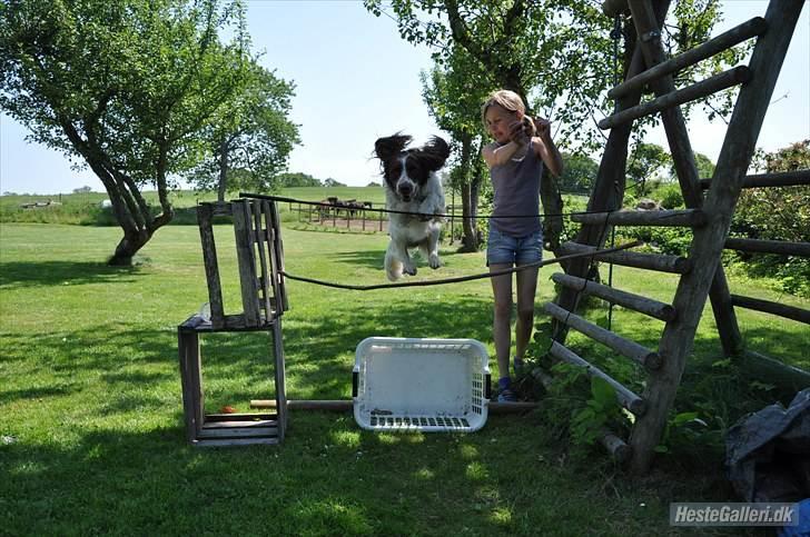Field Trial spaniel -Tjago- billede 9