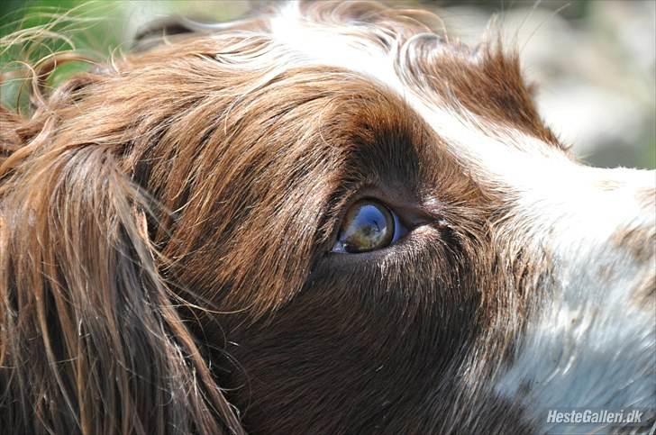 Field Trial spaniel -Tjago- billede 10
