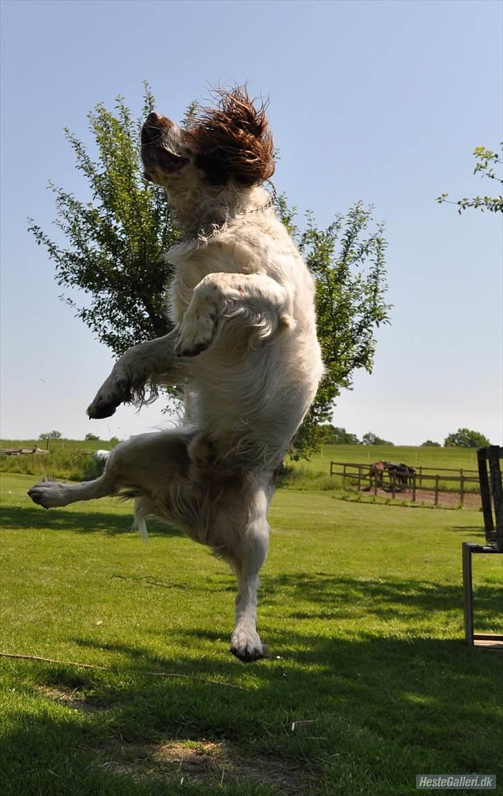 Field Trial spaniel -Tjago- billede 1