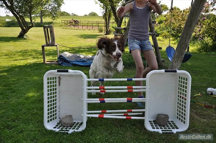 Field Trial spaniel -Tjago- billede 11