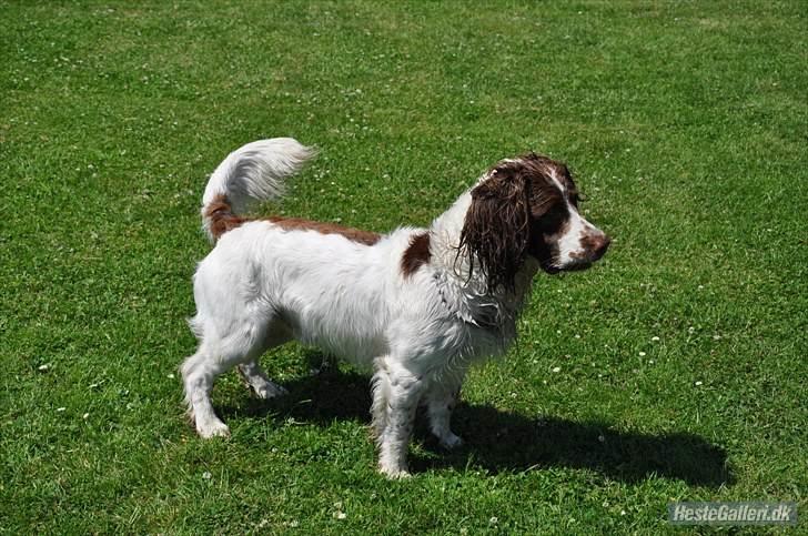 Field Trial spaniel -Tjago- billede 13