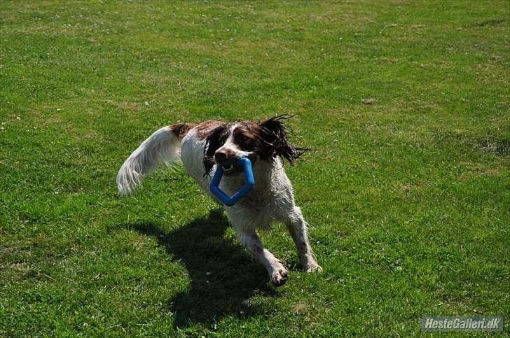 Field Trial spaniel -Tjago- billede 14