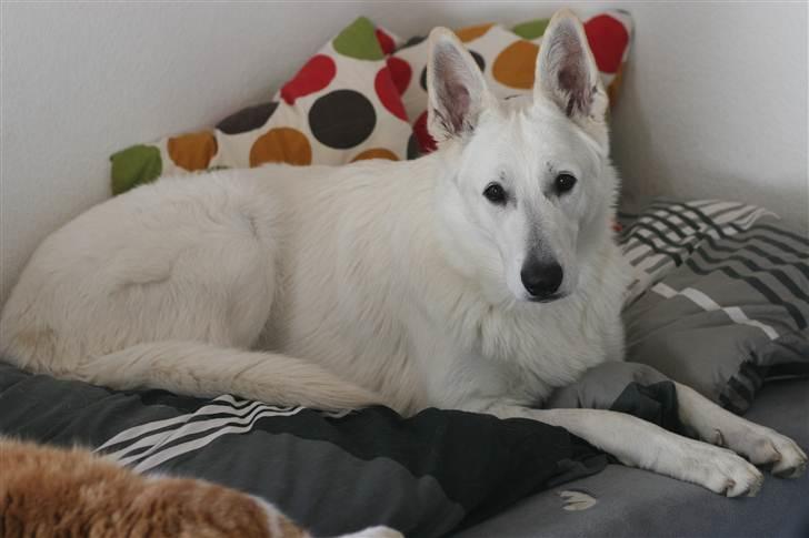 Hvid schæfer Egeborgs White Enzo billede 20