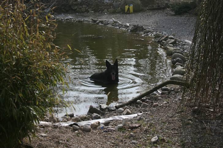 Schæferhund Haubroe Eica - April 2011 - tager lige en slapper i søen i baghaven ;) billede 16