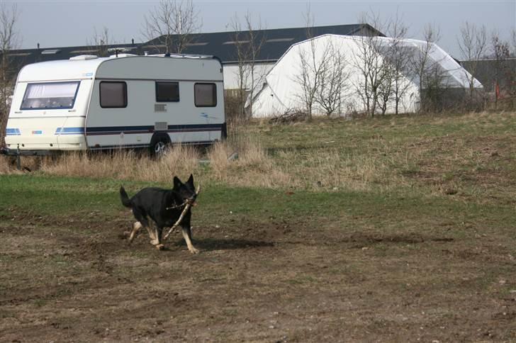 Schæferhund Haubroe Eica - April 2011 - Leg foran vores garage på den første forårsdag billede 17