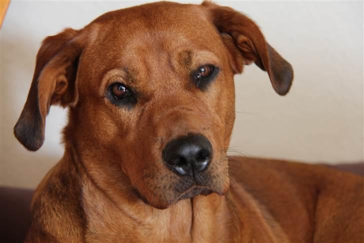 Rhodesian ridgeback Tika billede 15