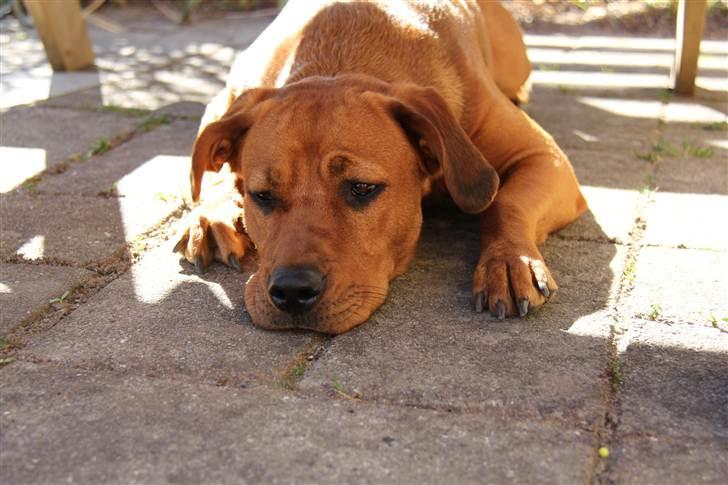 Rhodesian ridgeback Tika billede 16