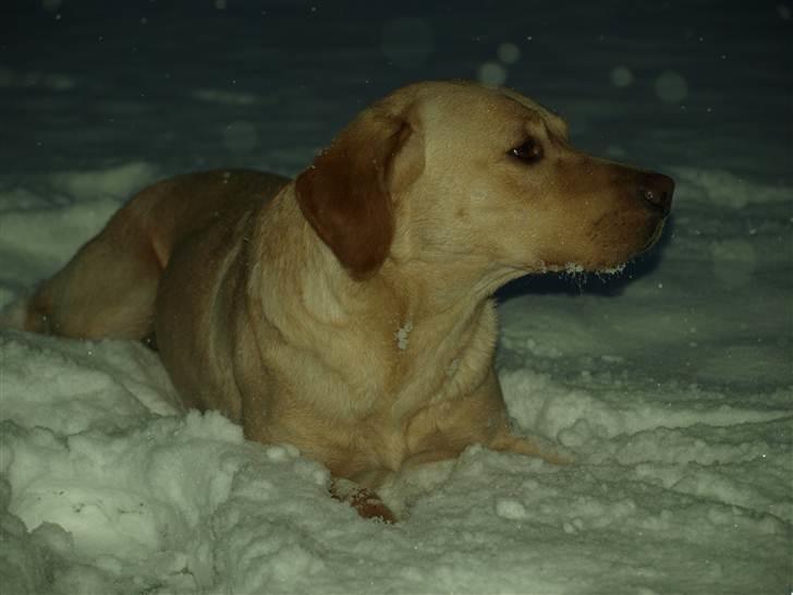 Labrador retriever Anton billede 9