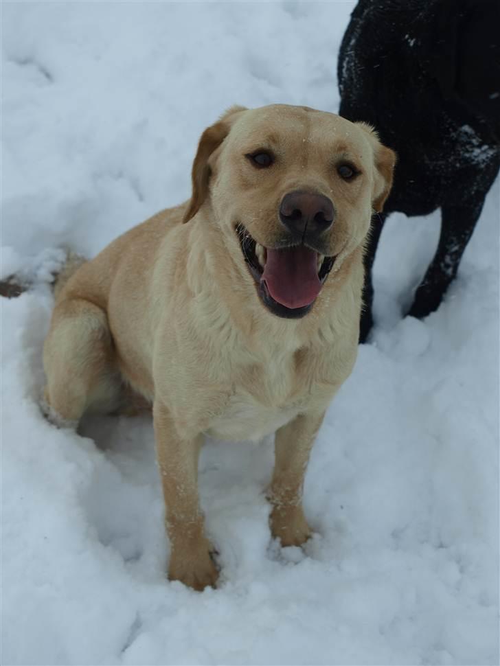 Labrador retriever Anton billede 11