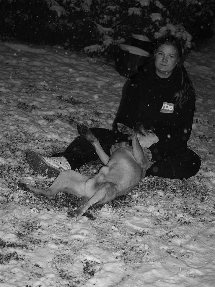 Labrador retriever Anton billede 12