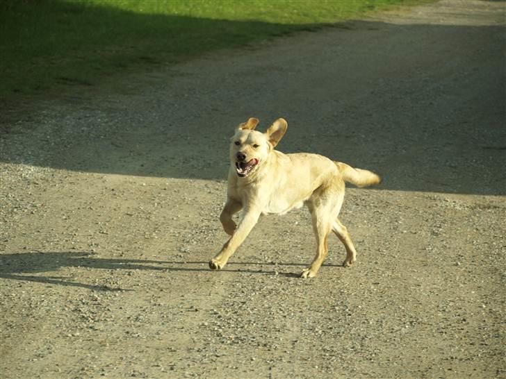 Labrador retriever Anton billede 13