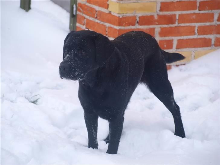 Blanding af racer Nala  billede 9