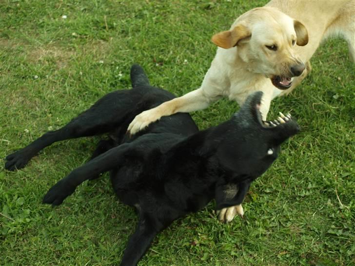 Blanding af racer Nala  billede 10