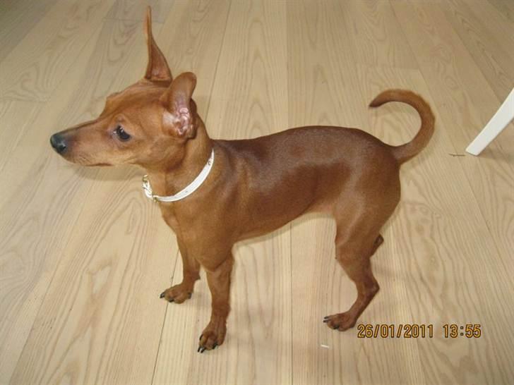 Dvaergpinscher Bailey billede 15