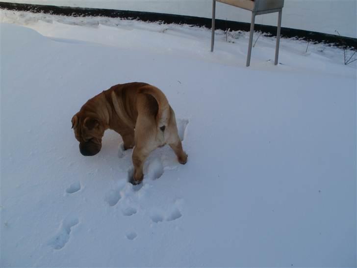Shar pei Balu billede 17