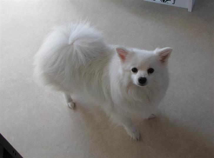 Volpino italiano Chulo - NYT! Chulo.. d. 9/4-11 billede 17