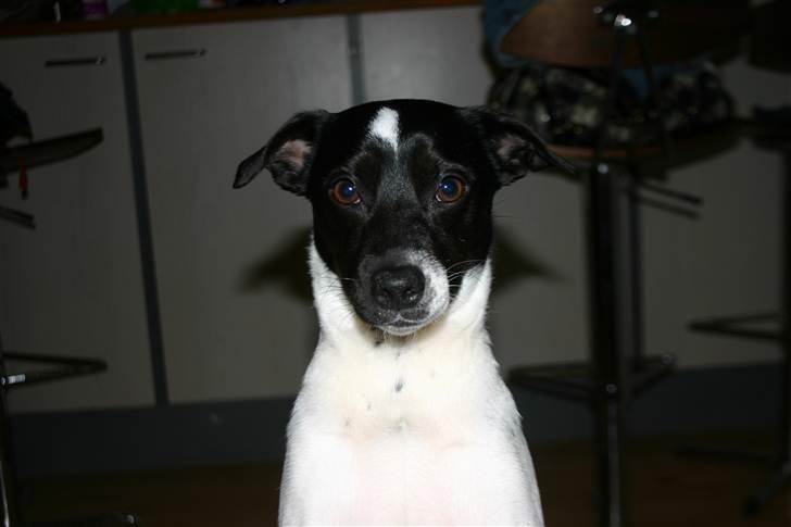 Dansk svensk gaardhund Mille billede 4