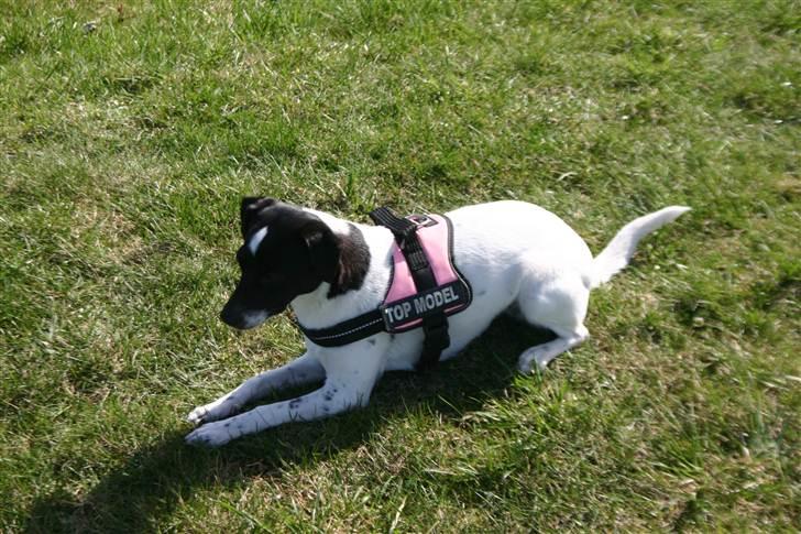 Dansk svensk gaardhund Mille billede 1