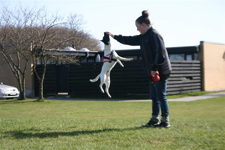 Dansk svensk gaardhund Mille billede 2