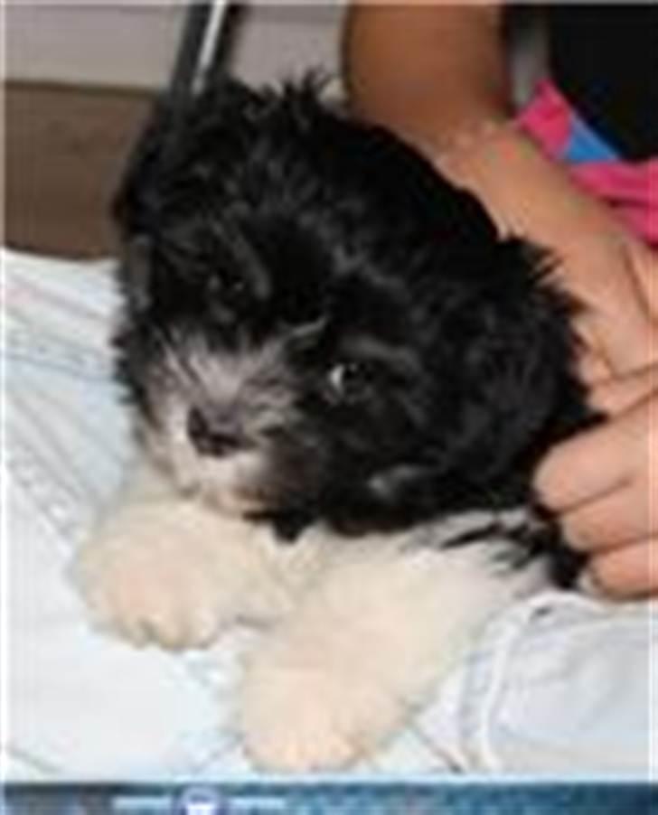 Løwchen Lady<3 - velkommen til min profil. billede 1