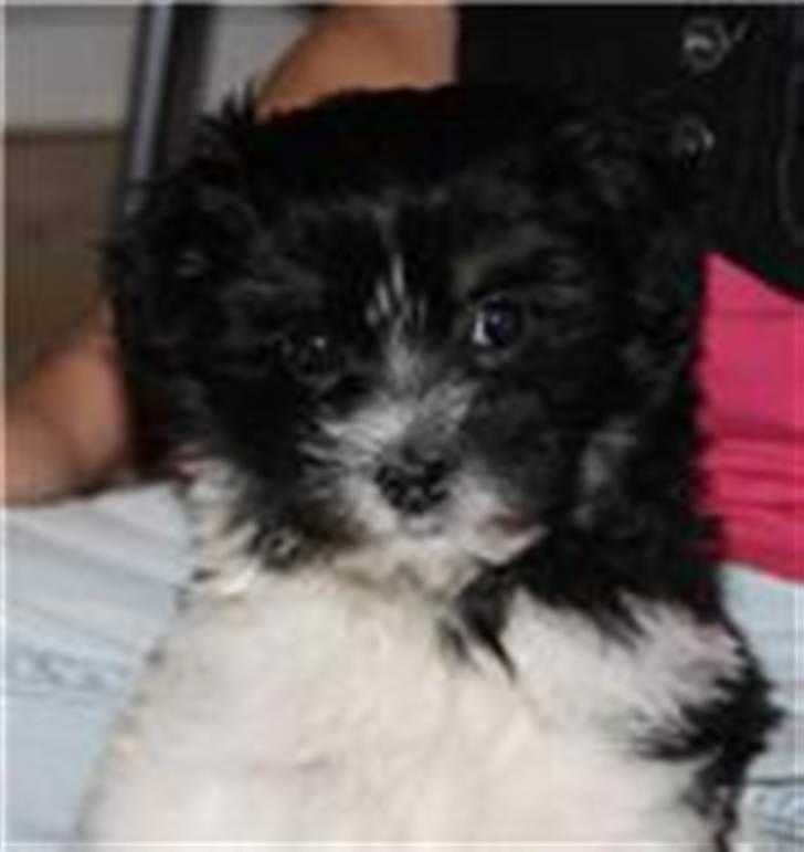 Løwchen Lady<3 billede 2