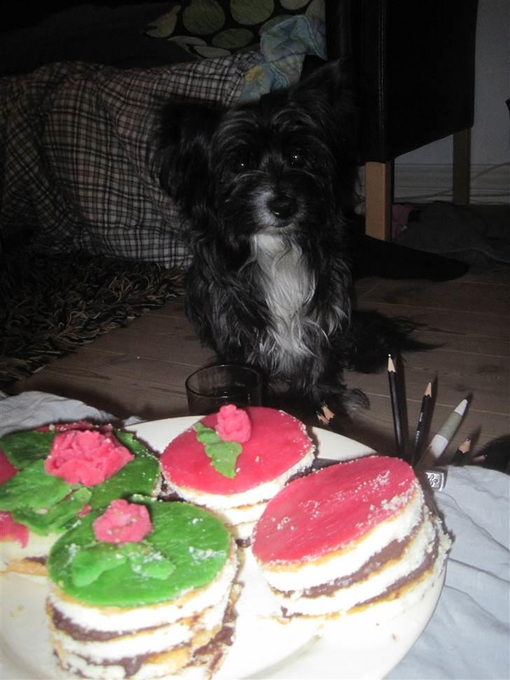 Blanding af racer Balou - <3 08-04-2011 <3 billede 10