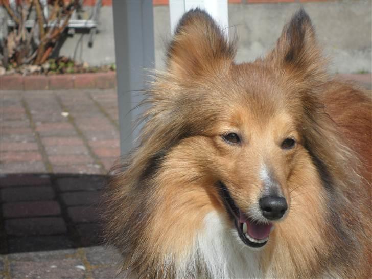 Shetland sheepdog Trille (himmelhund)  billede 20