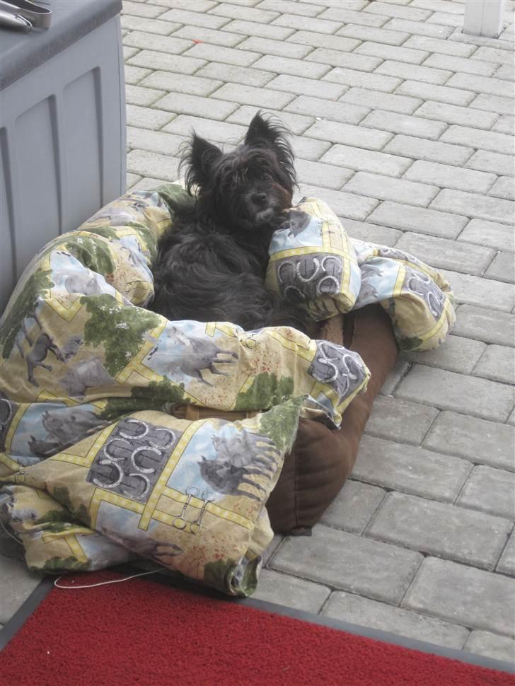 Blanding af racer Balou - I haven 08-04-2011 <3 billede 11