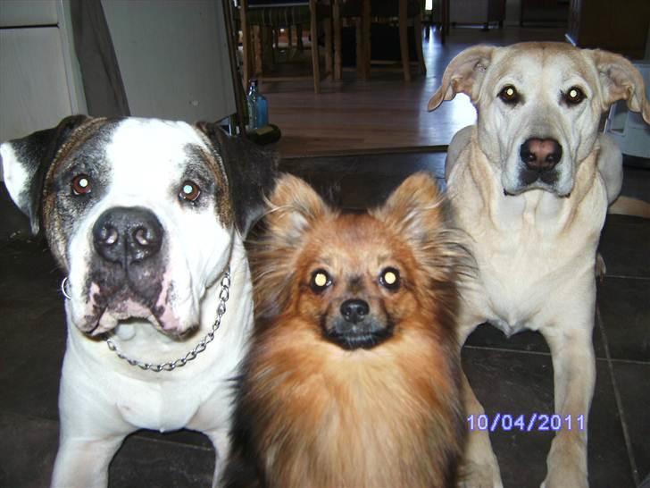 Blanding af racer King billede 6