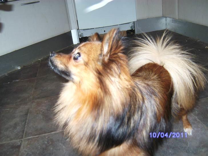 Blanding af racer King billede 7