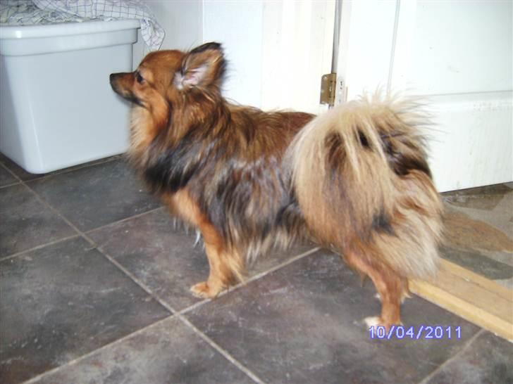 Blanding af racer King billede 8