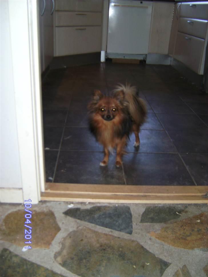 Blanding af racer King billede 9