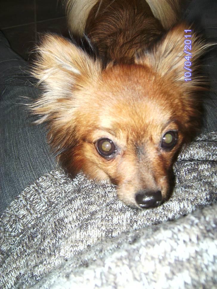 Blanding af racer King billede 10