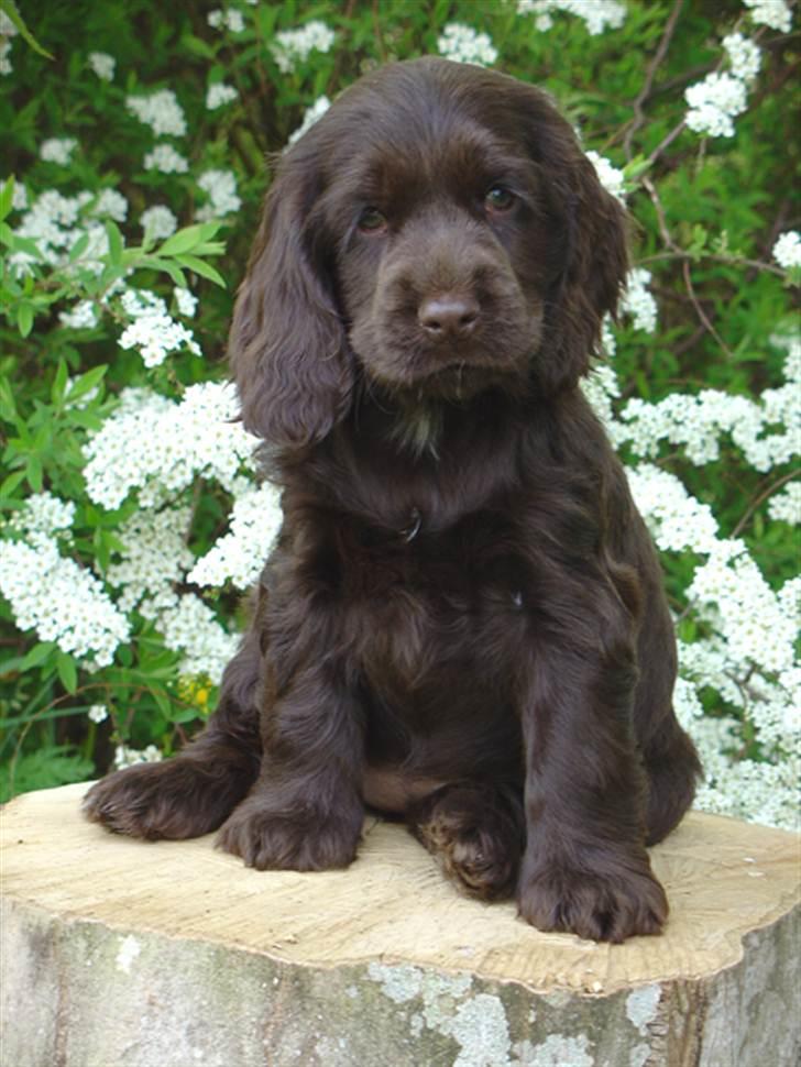 Cocker spaniel Cockett's Gaia'  - Gaia 7 uger billede 1