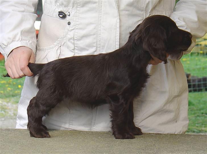 Cocker spaniel Cockett's Gaia'  - Gaia 8 uger billede 2