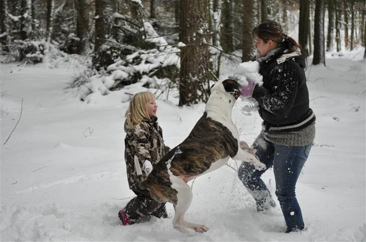 Blanding af racer Futte - Også mig!! billede 7