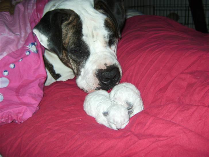 Blanding af racer Futte - Slår de lige så hårdt som dere mor? billede 8