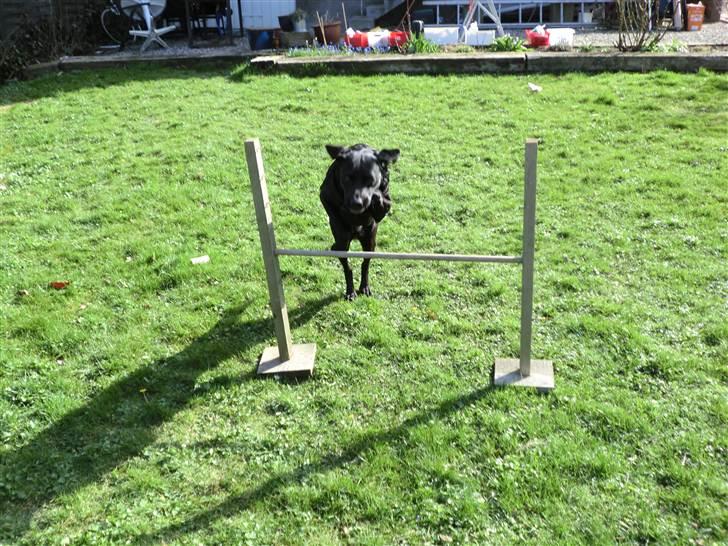 Labrador retriever Kiwi (F1) billede 1