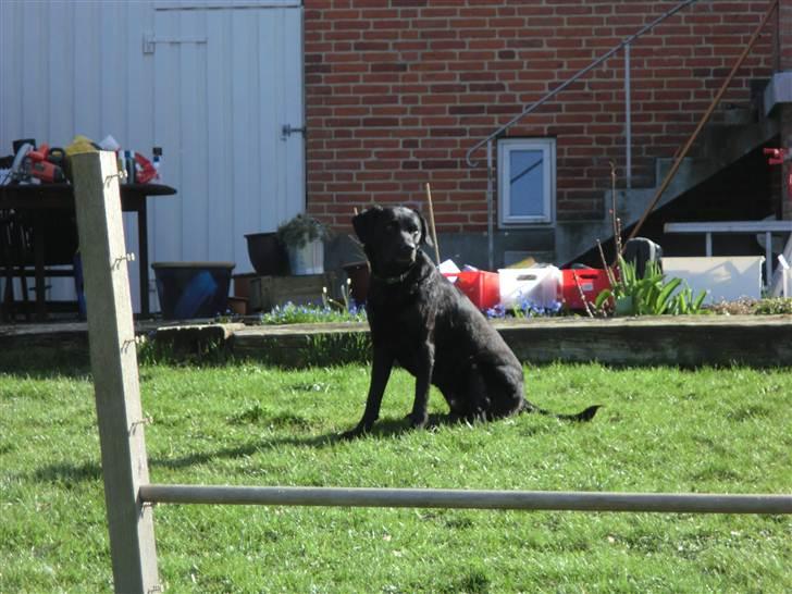 Labrador retriever Kiwi (F1) billede 3